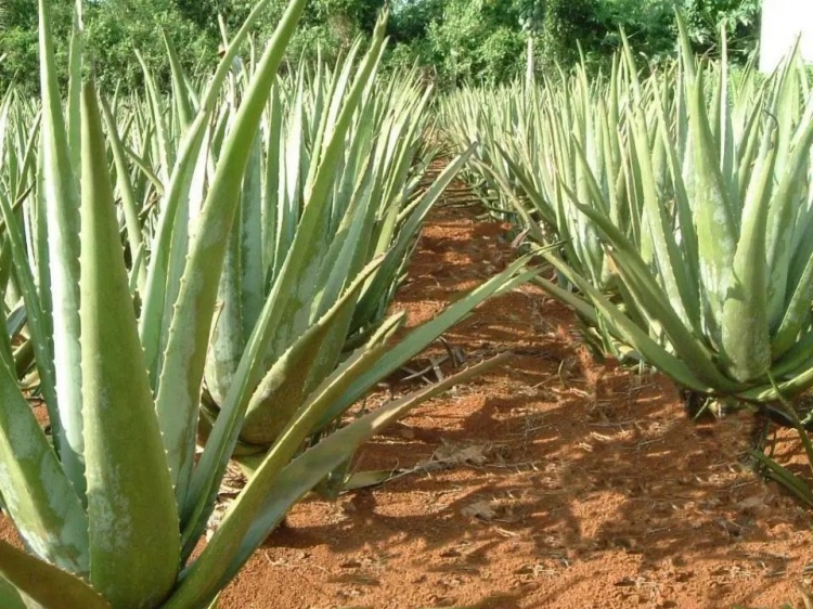 世界杯新军库拉索三重身份解析 荷兰海外领地与中国队历史渊源 世界杯新军库拉索三重身份解析 荷兰海外领地与中国队历史渊源